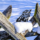 Cock Farm Peeping Animal Outdoor Metal Garden Art